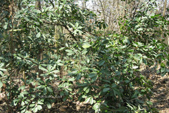 Ficus cyathistipula